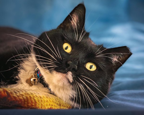 How do you achieve the ideal texture for a traditional spotted dick?